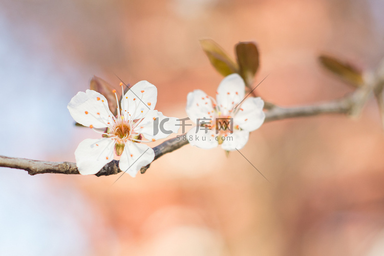 梅花春天花蕊风景特写摄影图配图