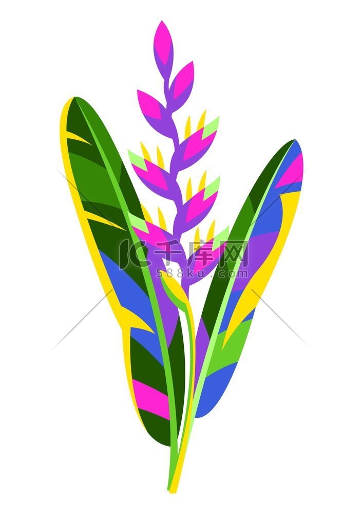 热带海螺花的插图。