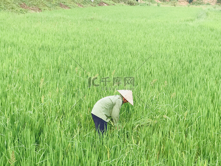 秋天老人在稻田里收割摄影图配图