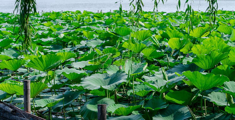 夏天风光白昼荷花池塘户外正面拍