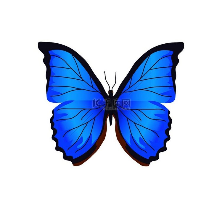 蓝色的蝴蝶，翅膀颜色鲜艳的昆虫