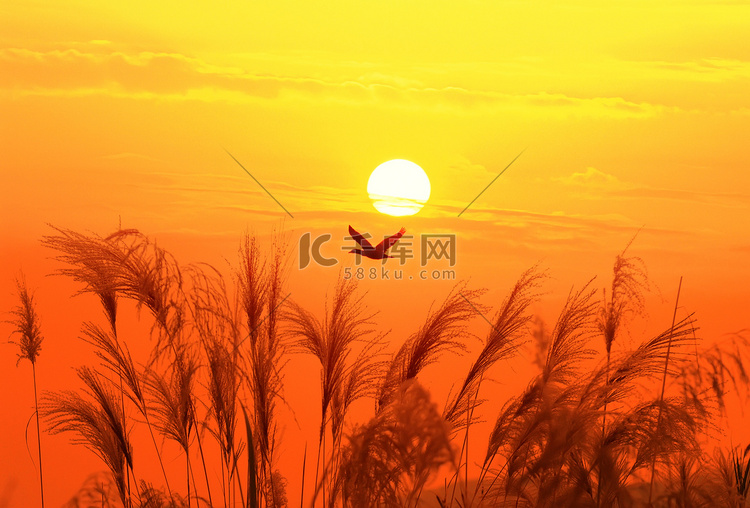 夕阳西下一只飞鸟在天空的背景