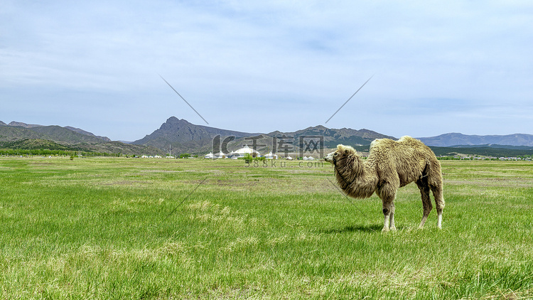 草原骆驼上午骆驼夏季素材摄影图