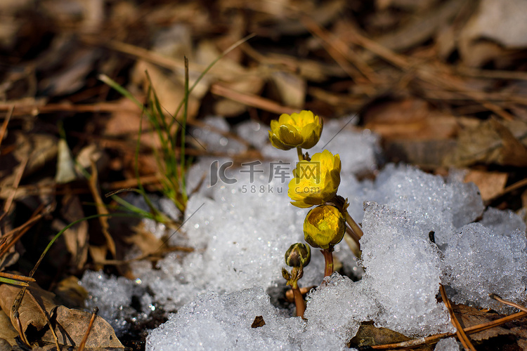 冰凌花春天冰凌花雪地开放摄影图