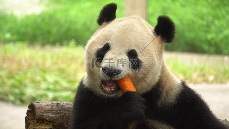 动物园实拍国宝大熊猫啃食胡萝卜