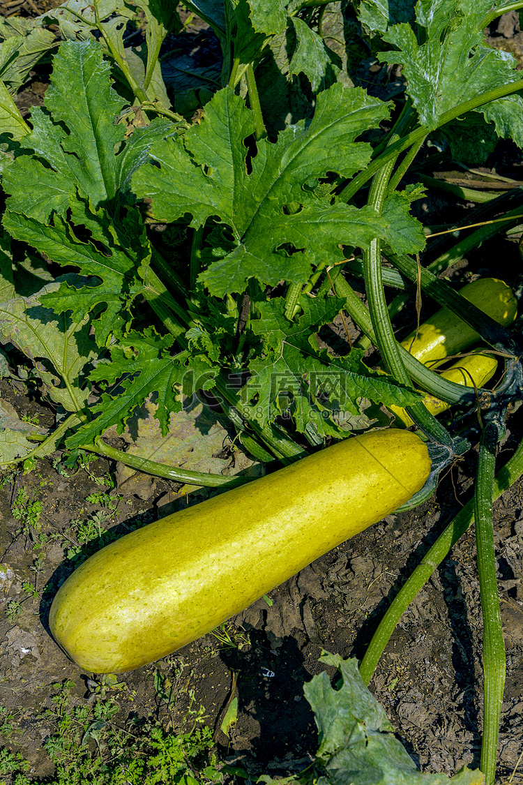 种植葫芦上午葫芦蔬菜素材摄影图