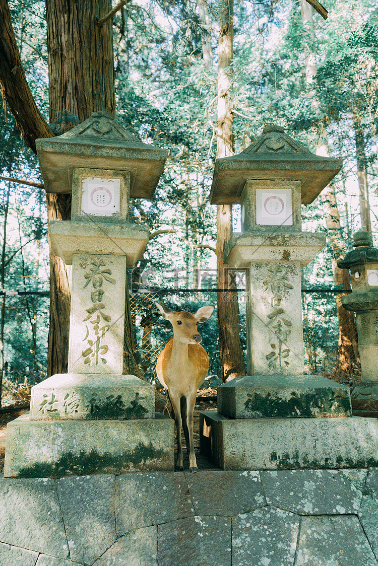 奈良小鹿上午晴天小鹿日本神社旅