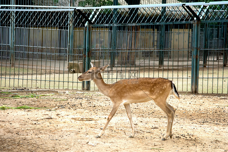 动物白日梅花鹿动物园里行走摄影