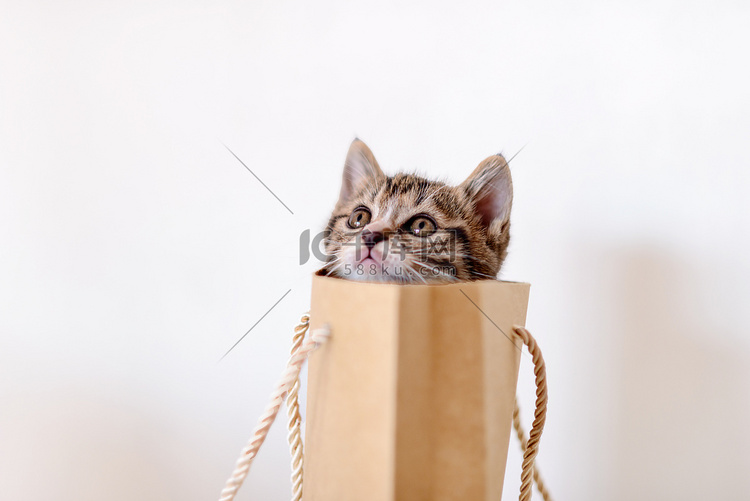 萌宠世界白日小猫咪袋子里凝望摄