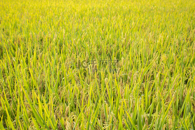 秋季丰收白天水稻田地风景实拍摄