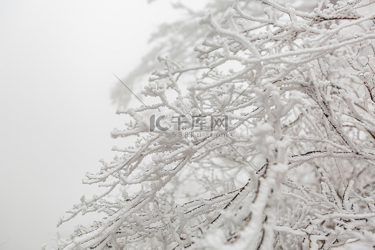 冬天树木树枝和白雪摄影图
