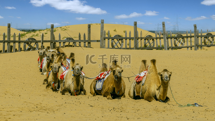响沙湾旅游上午骆驼夏季素材摄影
