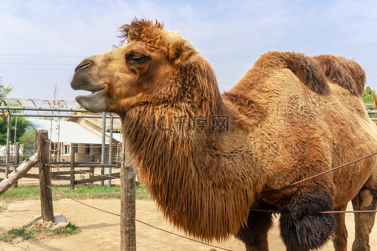 动物园可爱棕色骆驼动物摄影图配