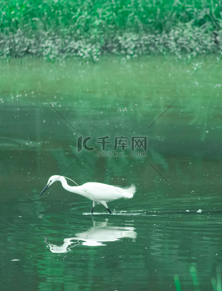白鹭夏天中午白鹭河塘觅食摄影图