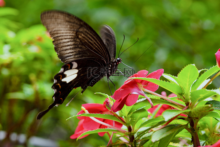 户外白天一只黑蝴蝶在花枝上采蜜