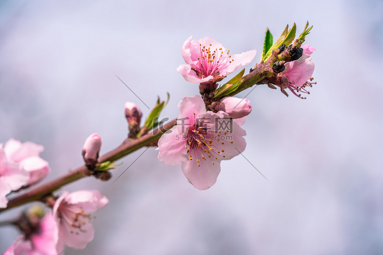 桃花春天一枝桃花桃园赏花摄影图