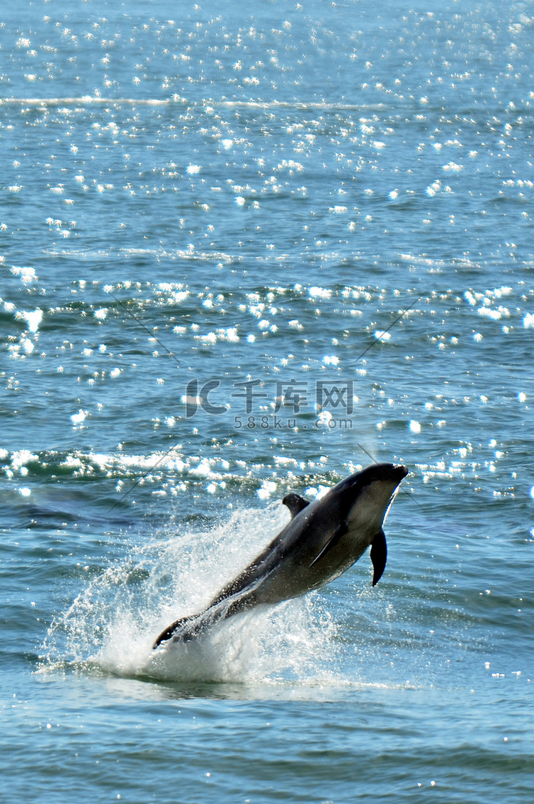 海豚跃出水面