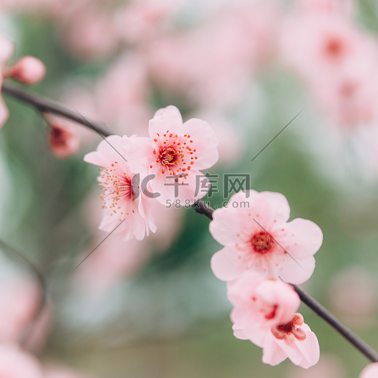 植物花冬季梅花枝头特写盛开摄影