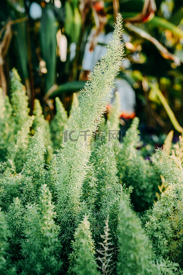 植物绿植春季立春绿叶摄影图配图