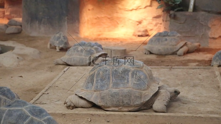 亚达伯拉象龟龟类动物
