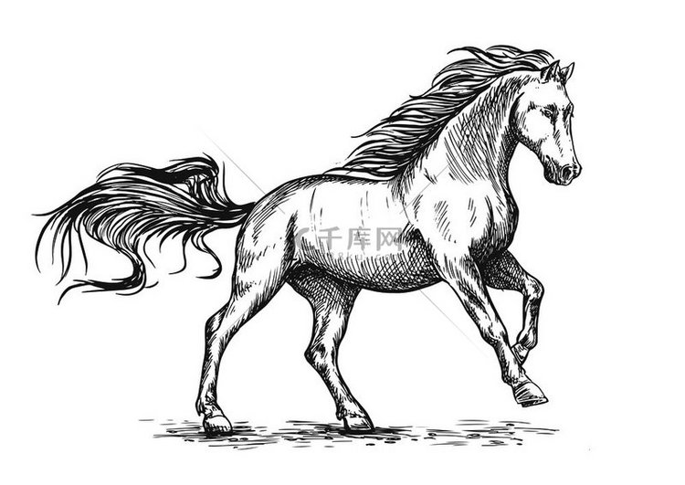 白马奔跑和踩踏的素描肖像矢量野