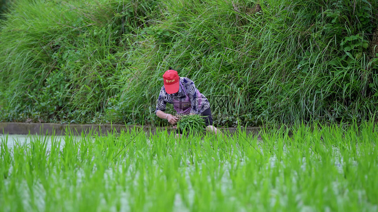 稻田里种水稻芒种播种全景农业