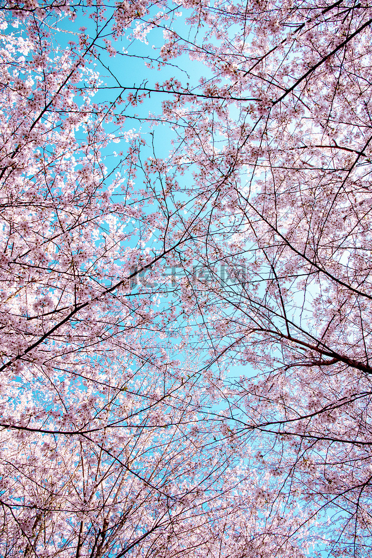 春天樱花摄影照片