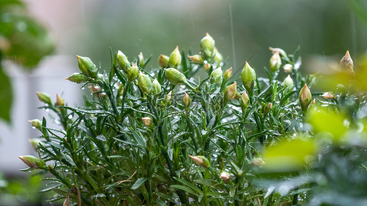 植物雨水花朵下雨天摄影图配图
