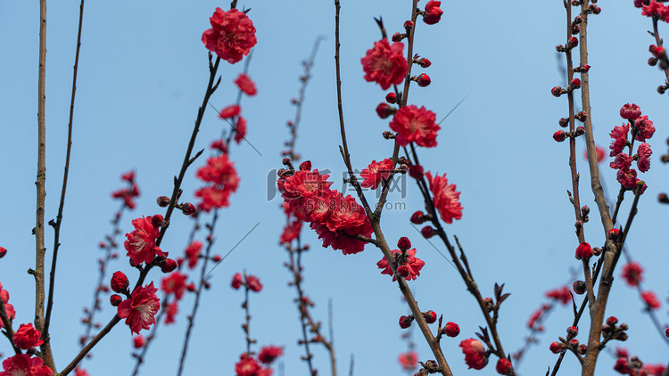 桃树开红花春天桃树花枝乡村开花