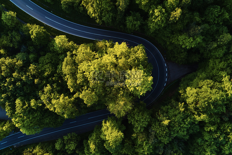 森林景观大树之间的公路