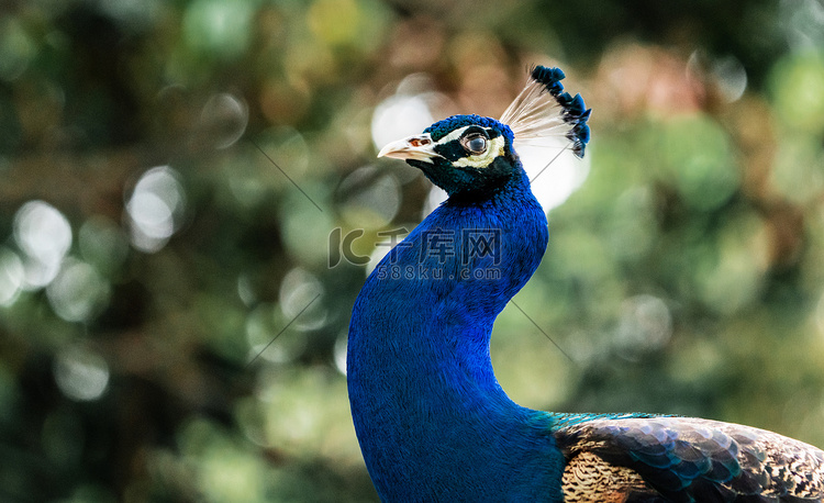 蓝孔雀珍稀动物大自然生态摄影图