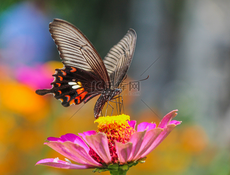 百果园早晨彩色蝴蝶昆虫动物世界