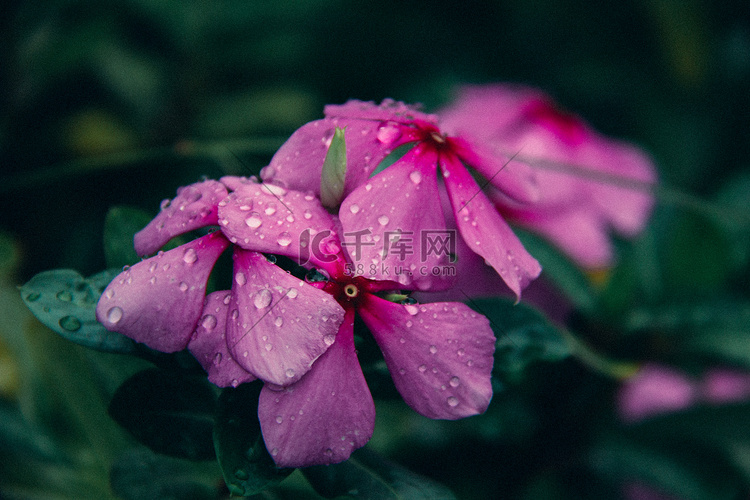 雨后植物花草