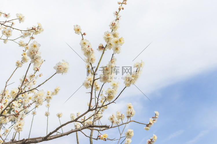腊八中午正午腊梅梅花梅花树静物