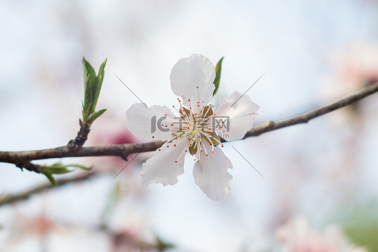 桃花下午花瓣自然绽放摄影图配图