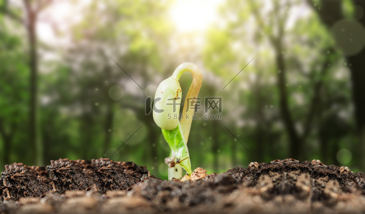 发芽的植物植树植物合成合成摄影