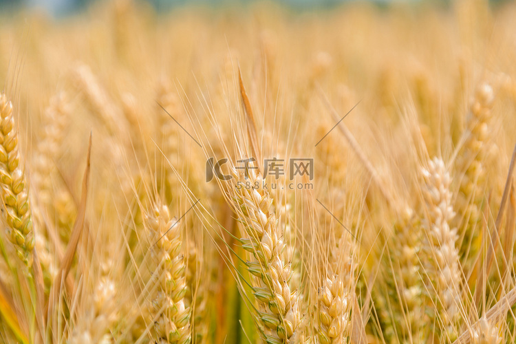 农业白天麦子麦田生长摄影图配图