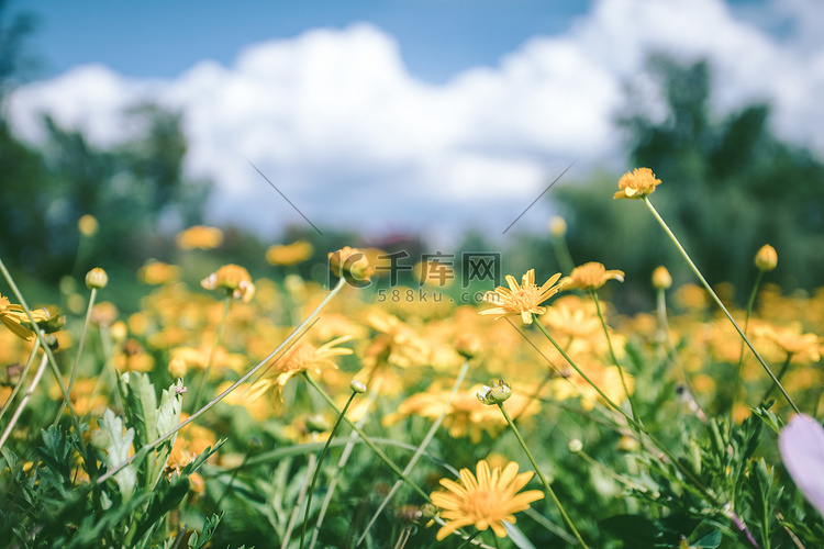 夏日雏菊中午花室外静物摄影图配