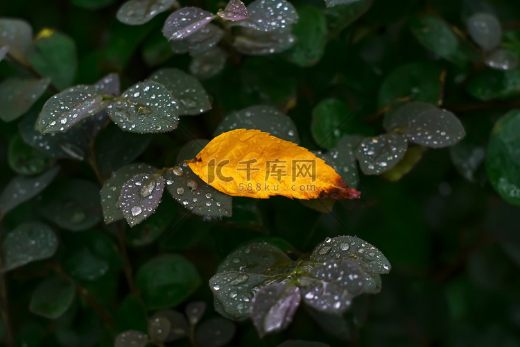 气节寒露黄色叶片生态自然摄影图