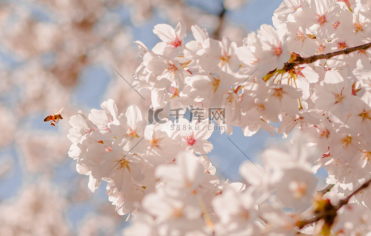 春天花卉午后樱花树上户外蜜蜂采