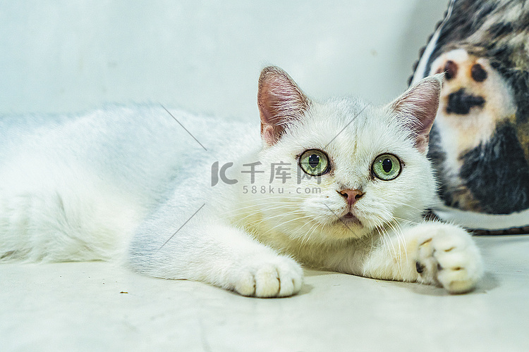 猫白天英短猫咖撸猫摄影图配图
