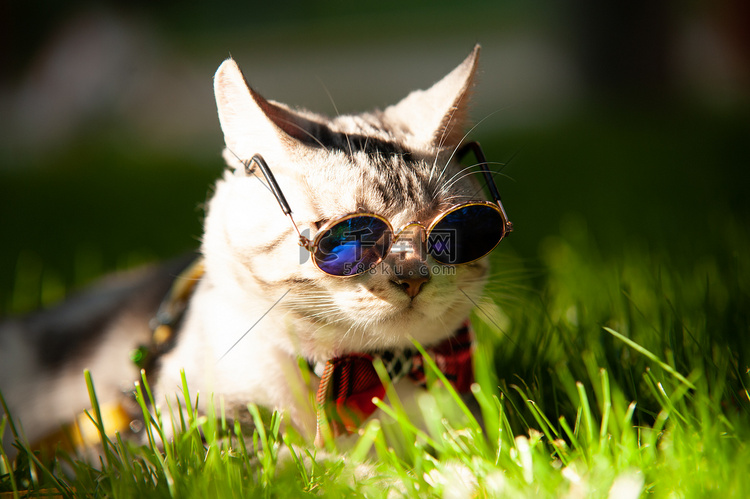 宠物猫白天带墨镜的猫草地上帅气