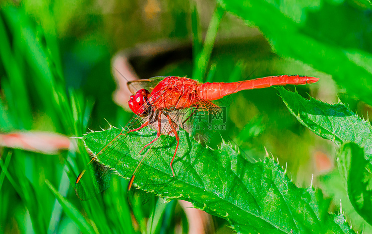 夏天动物主题白昼红蜻蜓户外拍摄