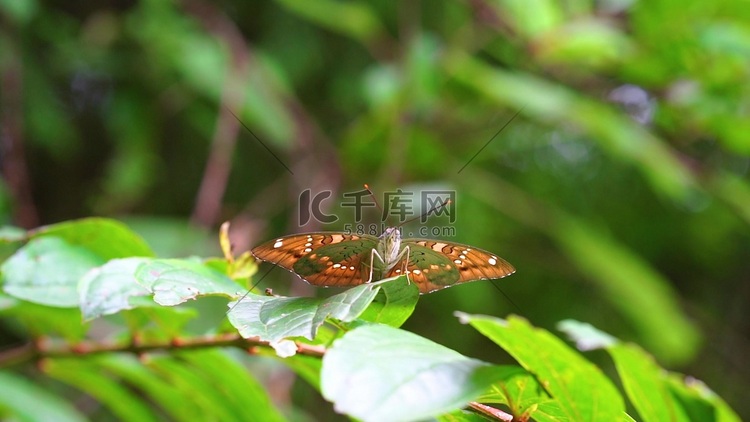 唯美意境树叶上的蝴蝶夏季夏天风