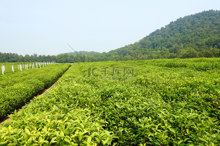 杭州西湖春季茶园茅家埠摄影图摄