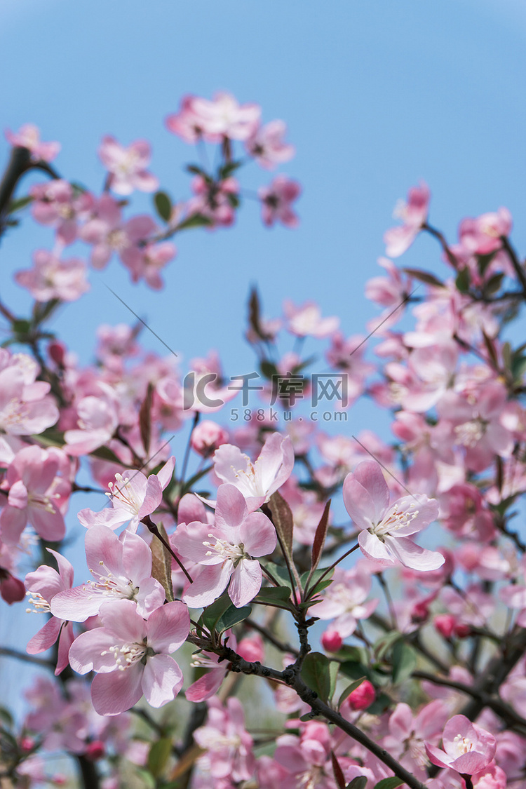 花开季节春季海棠花花卉摄影图配