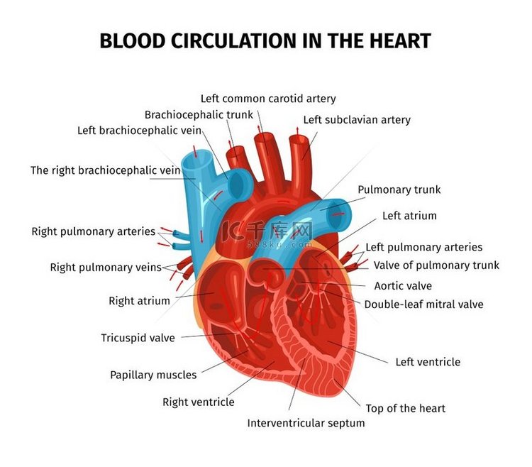 解剖心脏循环血液成分，可编辑的