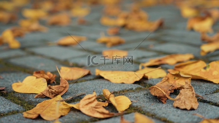 秋天低角度地面金色落叶枯叶风景