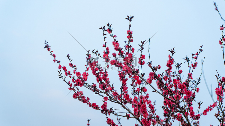 红花蓝天春天红色桃花户外开满枝