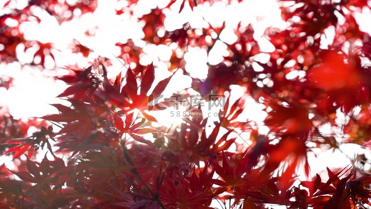 秋天唯美阳光透过植物红枫叶树叶